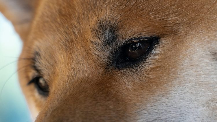 Dogecoin Price Prediction: $2 or Even $3.8? Experts Weigh In